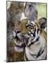 Indian Tiger (Bengal Tiger) (Panthera Tigris Tigris), Bandhavgarh National Park, India-Thorsten Milse-Mounted Photographic Print