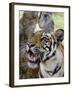 Indian Tiger (Bengal Tiger) (Panthera Tigris Tigris), Bandhavgarh National Park, India-Thorsten Milse-Framed Photographic Print