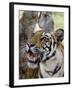 Indian Tiger (Bengal Tiger) (Panthera Tigris Tigris), Bandhavgarh National Park, India-Thorsten Milse-Framed Photographic Print