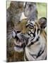 Indian Tiger (Bengal Tiger) (Panthera Tigris Tigris), Bandhavgarh National Park, India-Thorsten Milse-Mounted Photographic Print