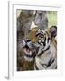 Indian Tiger (Bengal Tiger) (Panthera Tigris Tigris), Bandhavgarh National Park, India-Thorsten Milse-Framed Photographic Print