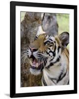 Indian Tiger (Bengal Tiger) (Panthera Tigris Tigris), Bandhavgarh National Park, India-Thorsten Milse-Framed Photographic Print