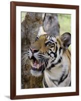 Indian Tiger (Bengal Tiger) (Panthera Tigris Tigris), Bandhavgarh National Park, India-Thorsten Milse-Framed Photographic Print