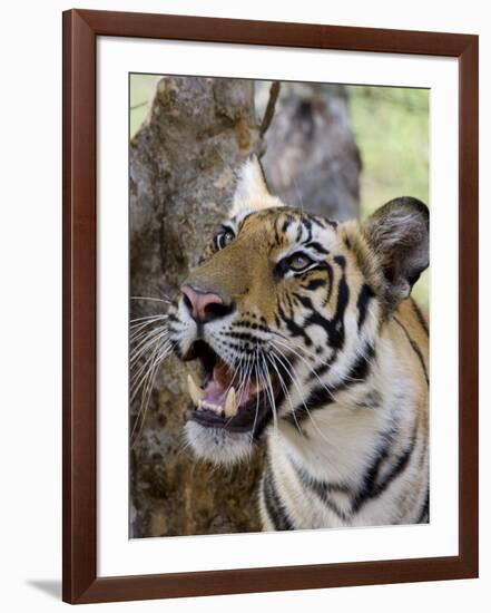 Indian Tiger (Bengal Tiger) (Panthera Tigris Tigris), Bandhavgarh National Park, India-Thorsten Milse-Framed Photographic Print