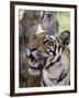 Indian Tiger (Bengal Tiger) (Panthera Tigris Tigris), Bandhavgarh National Park, India-Thorsten Milse-Framed Photographic Print