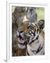 Indian Tiger (Bengal Tiger) (Panthera Tigris Tigris), Bandhavgarh National Park, India-Thorsten Milse-Framed Photographic Print