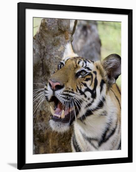 Indian Tiger (Bengal Tiger) (Panthera Tigris Tigris), Bandhavgarh National Park, India-Thorsten Milse-Framed Photographic Print