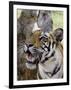 Indian Tiger (Bengal Tiger) (Panthera Tigris Tigris), Bandhavgarh National Park, India-Thorsten Milse-Framed Photographic Print