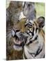 Indian Tiger (Bengal Tiger) (Panthera Tigris Tigris), Bandhavgarh National Park, India-Thorsten Milse-Mounted Photographic Print