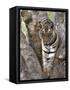 Indian Tiger (Bengal Tiger) (Panthera Tigris Tigris), Bandhavgarh National Park, India-Thorsten Milse-Framed Stretched Canvas