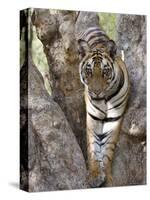 Indian Tiger (Bengal Tiger) (Panthera Tigris Tigris), Bandhavgarh National Park, India-Thorsten Milse-Stretched Canvas
