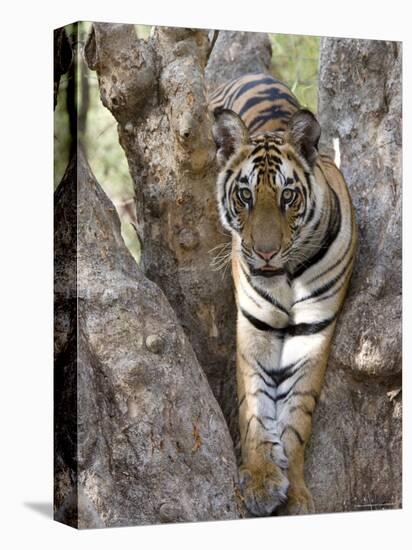 Indian Tiger (Bengal Tiger) (Panthera Tigris Tigris), Bandhavgarh National Park, India-Thorsten Milse-Stretched Canvas