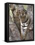 Indian Tiger (Bengal Tiger) (Panthera Tigris Tigris), Bandhavgarh National Park, India-Thorsten Milse-Framed Stretched Canvas