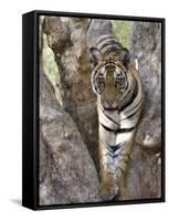 Indian Tiger (Bengal Tiger) (Panthera Tigris Tigris), Bandhavgarh National Park, India-Thorsten Milse-Framed Stretched Canvas