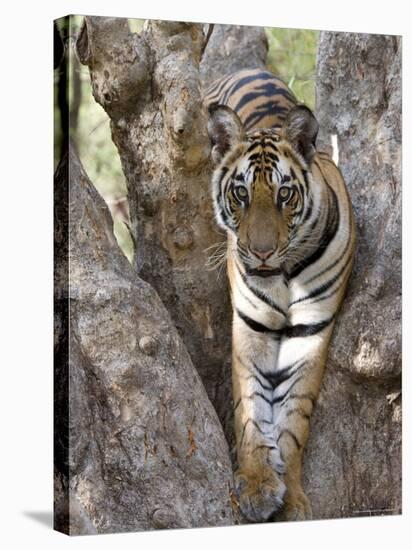 Indian Tiger (Bengal Tiger) (Panthera Tigris Tigris), Bandhavgarh National Park, India-Thorsten Milse-Stretched Canvas