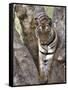 Indian Tiger (Bengal Tiger) (Panthera Tigris Tigris), Bandhavgarh National Park, India-Thorsten Milse-Framed Stretched Canvas