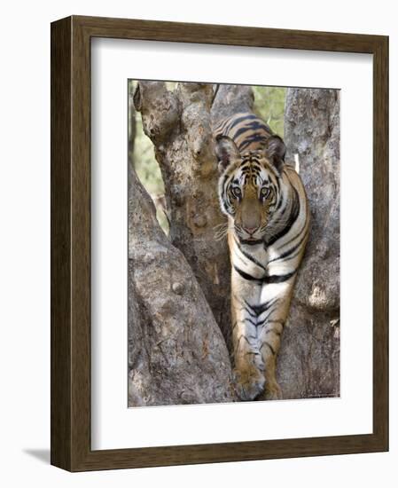 Indian Tiger (Bengal Tiger) (Panthera Tigris Tigris), Bandhavgarh National Park, India-Thorsten Milse-Framed Photographic Print