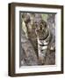 Indian Tiger (Bengal Tiger) (Panthera Tigris Tigris), Bandhavgarh National Park, India-Thorsten Milse-Framed Photographic Print