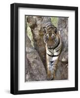 Indian Tiger (Bengal Tiger) (Panthera Tigris Tigris), Bandhavgarh National Park, India-Thorsten Milse-Framed Photographic Print