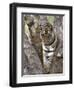 Indian Tiger (Bengal Tiger) (Panthera Tigris Tigris), Bandhavgarh National Park, India-Thorsten Milse-Framed Photographic Print