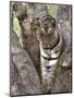 Indian Tiger (Bengal Tiger) (Panthera Tigris Tigris), Bandhavgarh National Park, India-Thorsten Milse-Mounted Photographic Print