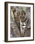 Indian Tiger (Bengal Tiger) (Panthera Tigris Tigris), Bandhavgarh National Park, India-Thorsten Milse-Framed Photographic Print