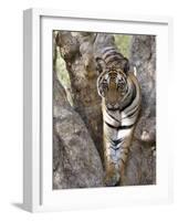 Indian Tiger (Bengal Tiger) (Panthera Tigris Tigris), Bandhavgarh National Park, India-Thorsten Milse-Framed Photographic Print