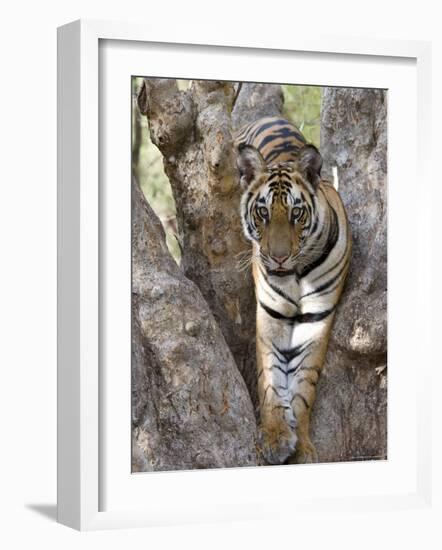 Indian Tiger (Bengal Tiger) (Panthera Tigris Tigris), Bandhavgarh National Park, India-Thorsten Milse-Framed Photographic Print