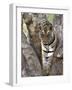 Indian Tiger (Bengal Tiger) (Panthera Tigris Tigris), Bandhavgarh National Park, India-Thorsten Milse-Framed Photographic Print