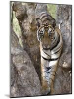 Indian Tiger (Bengal Tiger) (Panthera Tigris Tigris), Bandhavgarh National Park, India-Thorsten Milse-Mounted Photographic Print