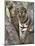 Indian Tiger (Bengal Tiger) (Panthera Tigris Tigris), Bandhavgarh National Park, India-Thorsten Milse-Mounted Photographic Print