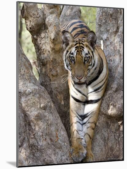 Indian Tiger (Bengal Tiger) (Panthera Tigris Tigris), Bandhavgarh National Park, India-Thorsten Milse-Mounted Photographic Print