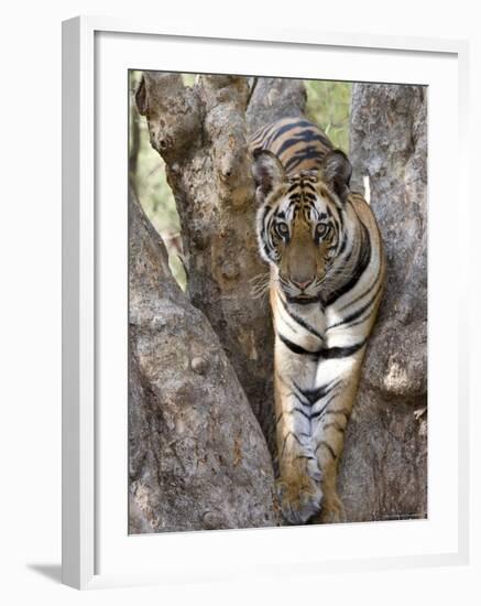 Indian Tiger (Bengal Tiger) (Panthera Tigris Tigris), Bandhavgarh National Park, India-Thorsten Milse-Framed Photographic Print