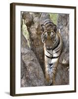 Indian Tiger (Bengal Tiger) (Panthera Tigris Tigris), Bandhavgarh National Park, India-Thorsten Milse-Framed Photographic Print