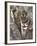 Indian Tiger (Bengal Tiger) (Panthera Tigris Tigris), Bandhavgarh National Park, India-Thorsten Milse-Framed Photographic Print