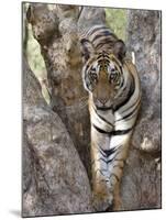 Indian Tiger (Bengal Tiger) (Panthera Tigris Tigris), Bandhavgarh National Park, India-Thorsten Milse-Mounted Photographic Print