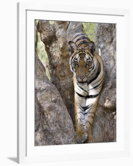 Indian Tiger (Bengal Tiger) (Panthera Tigris Tigris), Bandhavgarh National Park, India-Thorsten Milse-Framed Photographic Print