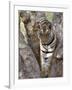 Indian Tiger (Bengal Tiger) (Panthera Tigris Tigris), Bandhavgarh National Park, India-Thorsten Milse-Framed Photographic Print