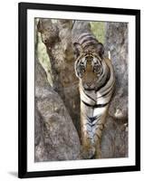 Indian Tiger (Bengal Tiger) (Panthera Tigris Tigris), Bandhavgarh National Park, India-Thorsten Milse-Framed Photographic Print