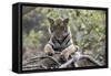 Indian Tiger, (Bengal Tiger) (Panthera Tigris Tigris), Bandhavgarh National Park-Thorsten Milse-Framed Stretched Canvas