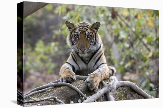 Indian Tiger, (Bengal Tiger) (Panthera Tigris Tigris), Bandhavgarh National Park-Thorsten Milse-Stretched Canvas