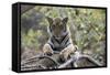 Indian Tiger, (Bengal Tiger) (Panthera Tigris Tigris), Bandhavgarh National Park-Thorsten Milse-Framed Stretched Canvas