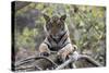 Indian Tiger, (Bengal Tiger) (Panthera Tigris Tigris), Bandhavgarh National Park-Thorsten Milse-Stretched Canvas