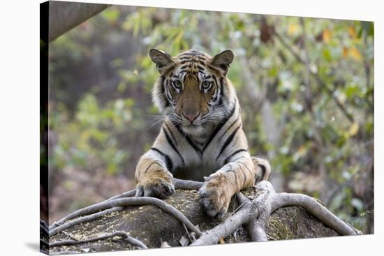 Indian Tiger, (Bengal Tiger) (Panthera Tigris Tigris), Bandhavgarh National Park-Thorsten Milse-Stretched Canvas