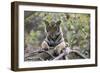 Indian Tiger, (Bengal Tiger) (Panthera Tigris Tigris), Bandhavgarh National Park-Thorsten Milse-Framed Photographic Print