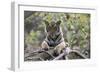 Indian Tiger, (Bengal Tiger) (Panthera Tigris Tigris), Bandhavgarh National Park-Thorsten Milse-Framed Photographic Print