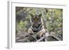 Indian Tiger, (Bengal Tiger) (Panthera Tigris Tigris), Bandhavgarh National Park-Thorsten Milse-Framed Photographic Print