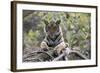 Indian Tiger, (Bengal Tiger) (Panthera Tigris Tigris), Bandhavgarh National Park-Thorsten Milse-Framed Photographic Print