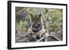 Indian Tiger, (Bengal Tiger) (Panthera Tigris Tigris), Bandhavgarh National Park-Thorsten Milse-Framed Photographic Print