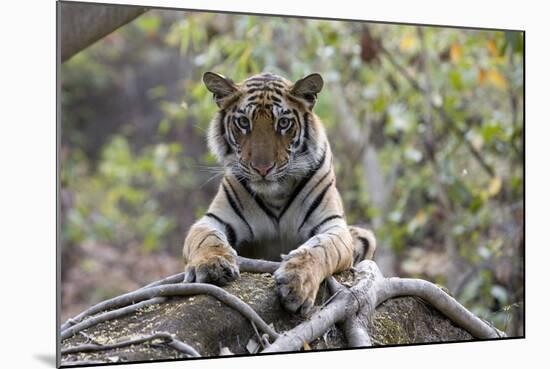 Indian Tiger, (Bengal Tiger) (Panthera Tigris Tigris), Bandhavgarh National Park-Thorsten Milse-Mounted Photographic Print